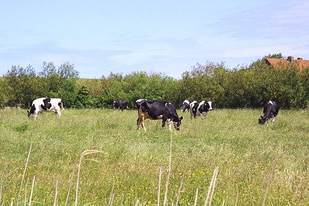 Foto aus der Fotogruppe 