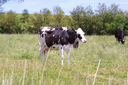 Foto aus der Fotogruppe 