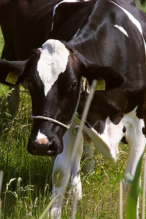 Foto aus der Fotogruppe 
