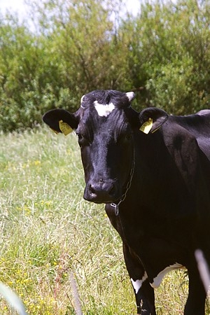 Foto aus der Fotogruppe 