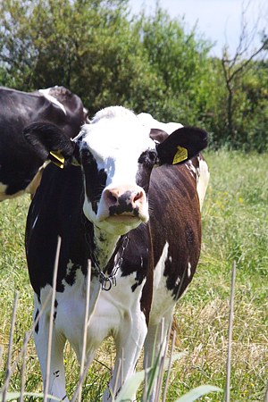 Foto aus der Fotogruppe 