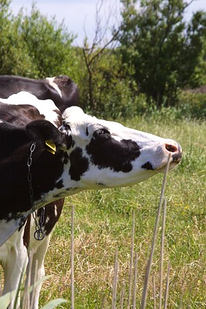 Foto aus der Fotogruppe 